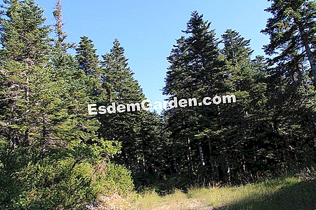 Descubre la flora en el bosque de Thorenc (06) - (flora) bosque de coníferas