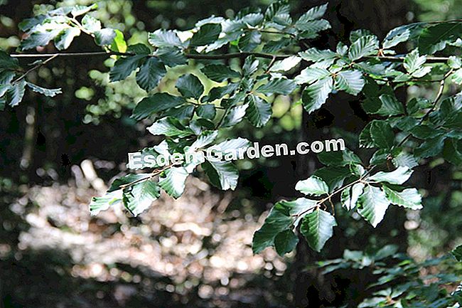 Descubre la flora en el bosque de Thorenc (06) - (descubre) hayas