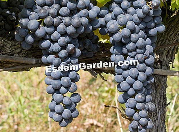 シラー葡萄品種：サウスイーストワイン