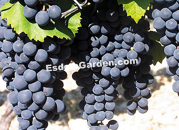 Malbec, pelbagai anggur berumur dua ribu tahun - (pelbagai) Malbec - © UIVC
