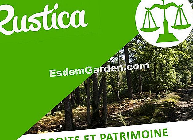 Kemalangan di hutan: siapa yang bertanggungjawab? - (hutan) Undang-undang dan keselamatan di hutan