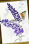 Taman Valerie - (valerie) Taman Valerie: yang