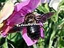 Carpenter Bee, Xylocope, Xylocopa violacea