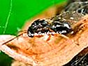 Cynips della castagna, Dryocosmus kuriphilus