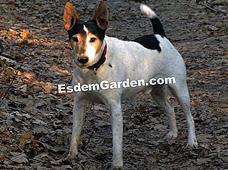 El Parson Russell Terrier, un perro deportivo