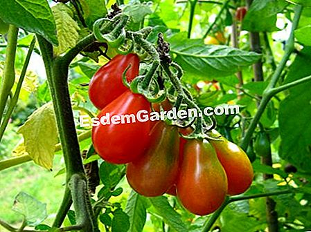 トマトを育てるためのヒント