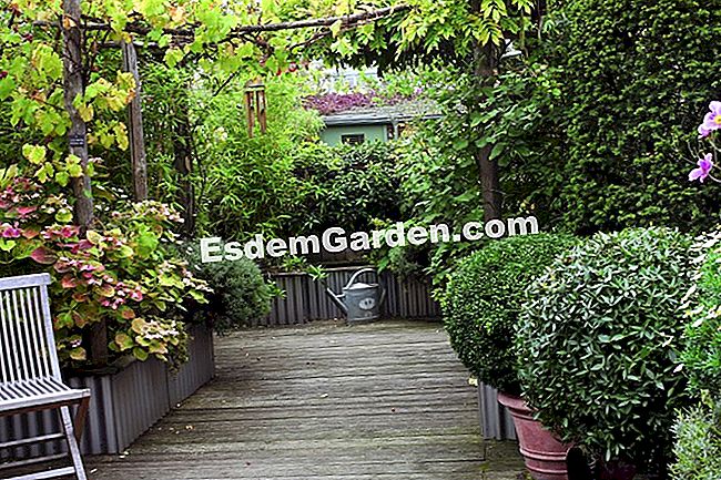 Balconuri, terase: grădina dvs. în ghivece