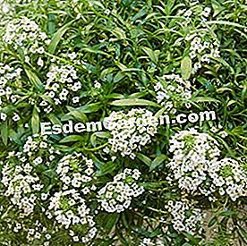 Balkoni pada musim panas: tumbuh-tumbuhan berbunga - (musim) Lobularia maritima 'Snow Princess'. 2009 Pingat Emas Inovatif