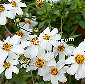 Balkoni pada musim panas: tumbuh-tumbuhan berbunga - (panas) Tawaran Pearl White Pirate '