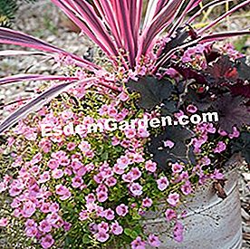 Balkoni pada musim panas: tumbuh-tumbuhan berbunga - (musim) Potée dengan 'Little Dancer' diascia, cordyline Pink Passion dan 'Black Out' heuchera