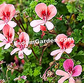 Balkoni pada musim panas: tumbuh-tumbuhan berbunga - (pada) Pelargonium 'Angel Eyes Orange'