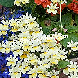 Balkoni pada musim panas: tumbuh-tumbuhan berbunga - (panas) Nemesia sunsatia