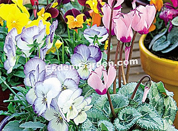 Balkoni pada musim panas: tumbuh-tumbuhan berbunga - (pada) Begonia, impatiens, nemesia dan diascia di tukang kebun musim panas