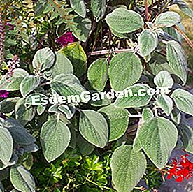 Balcone in estate: bel fogliame - (foglie) Plectranthus argentatus