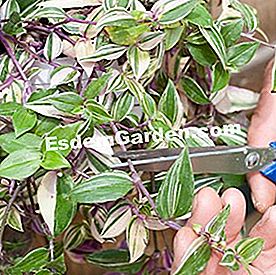 Balcone in estate: bel fogliame - (balcone) Tradescantia