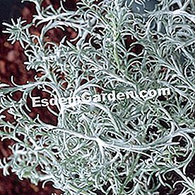 Balcone in estate: bel fogliame - (balcone) Calocephalus brownii
