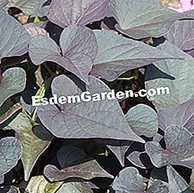 Balcone in estate: bel fogliame - (fogliame) Ipomoea batatas 'Seki Blahrt'