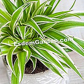 Balcone in estate: bel fogliame - (fogliame) Chlorophytum
