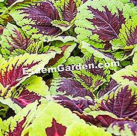 Balcone in estate: bel fogliame - (estive) Coleus 'Kong Empire Mix'
