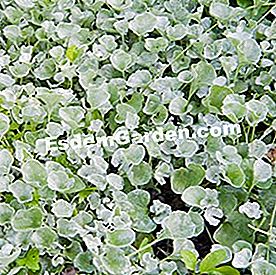 Balcone in estate: bel fogliame - (estate) Dichondra repens 'Silver Falls'