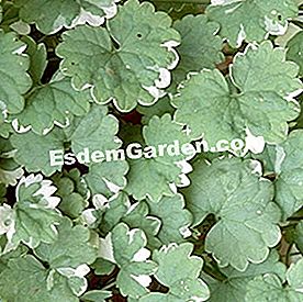 Balcone in estate: bel fogliame - (foglie) Glechoma hederacea 'variegata'