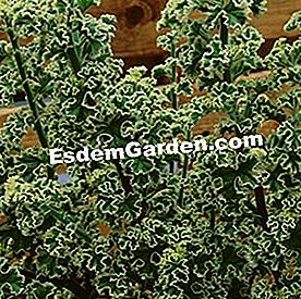Balcone in estate: bel fogliame - (estive) fragrante pelargonium crispum 'variegato', profumo di limone