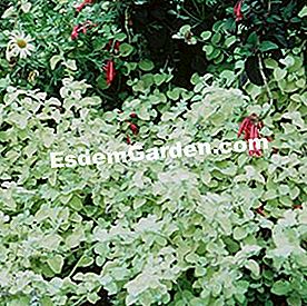 Balcone in estate: bel fogliame - (fogliame) helichrysum petiolatum 'ribalta'
