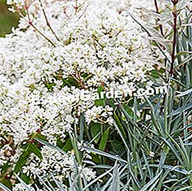 Balkoni pada musim panas: tumbuhan matahari - (balkoni) Euphorbia 'Diamond Frost'