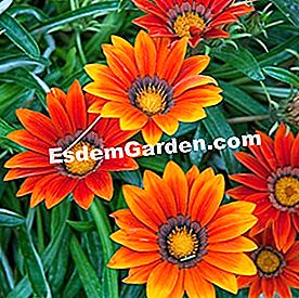 Balkoni pada musim panas: tumbuhan matahari - (matahari) Gazania rigens 'gangsa'