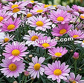 Balkoni pada musim panas: tumbuhan matahari - (tumbuhan) Argyranthemum frutescens 'Margherita'