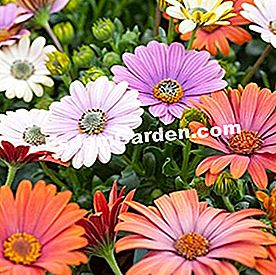 Balkoni pada musim panas: tumbuhan matahari - (musim) Osteospermum