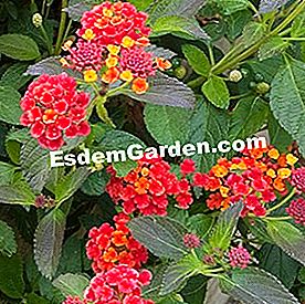 Balkoni pada musim panas: tumbuhan matahari - (tumbuhan) Lantana