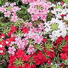 Balkoni pada musim panas: tumbuhan matahari - (matahari) Verbena mix pot 'Formula'
