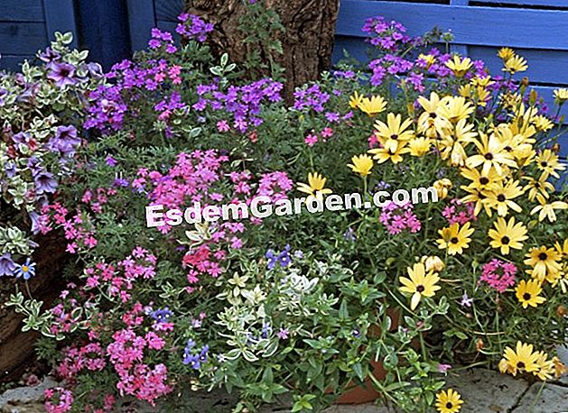 Balkoni pada musim panas: tumbuhan matahari - (tumbuhan) Osteospermum dan verbana dalam periuk berbunga musim panas - Globe Planter