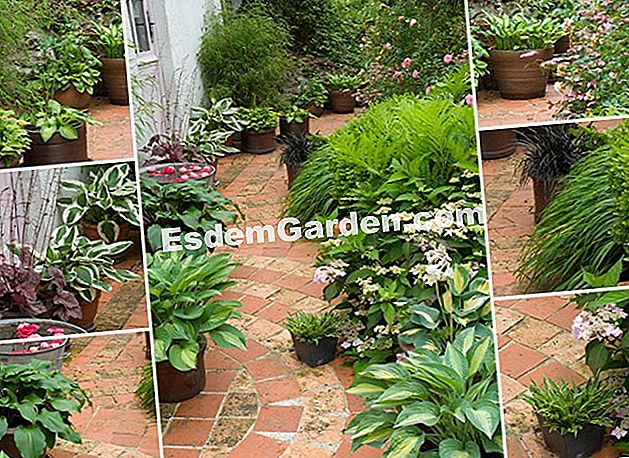 Miesto sode nustatykite sodo lygį - gana Vegetatykite miesto kiemą - Jardin de Chantal et Alain