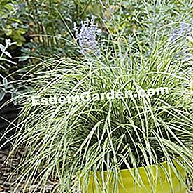 Due erbe con fogliame brillante - (erbe) Carex 'Everest' (Globe Planter)