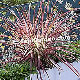Due erbe con fogliame brillante - (fogliame) Pennisetum 'Fireworks' (Globe Planter)