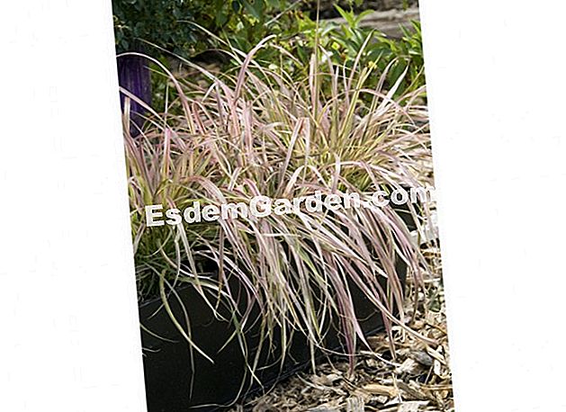 Due erbe con fogliame brillante - (fogliame) Pennisetum