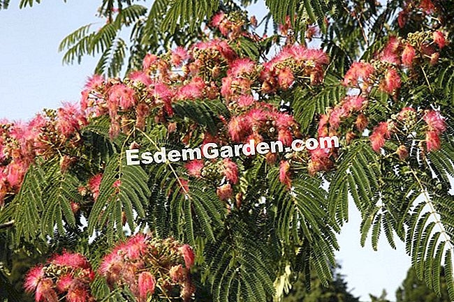 Osztja be az albizia-t - graft graft Albizia virágzik