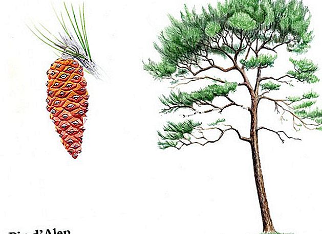 Pino de Alepo (Pinus halepensis) - (pinus) Pino de Alepo (Pinus halepensis) - Pino blanco de Provenza - Dibujo: I. Frances