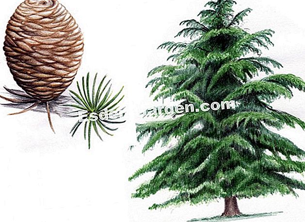 Atlas cedru (Cedrus atlantica) - (Cedrus) Atlas cedar (Cedrus atlantica) - I. Frances