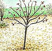 Pokok-pokok Haubaner - (dengan) Meluruskan dan memegang gerbang - EsdemGarden