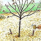 Pokok-pokok Haubaner - (haubaner) Sebarkan taruhan di tanah - EsdemGarden