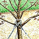 Pokok-pokok Haubaner - (dengan) Melindungi batang besi dari besi - EsdemGarden