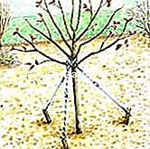 Pokok-pokok Haubaner - (pokok-pokok) Kawat tender - EsdemGarden