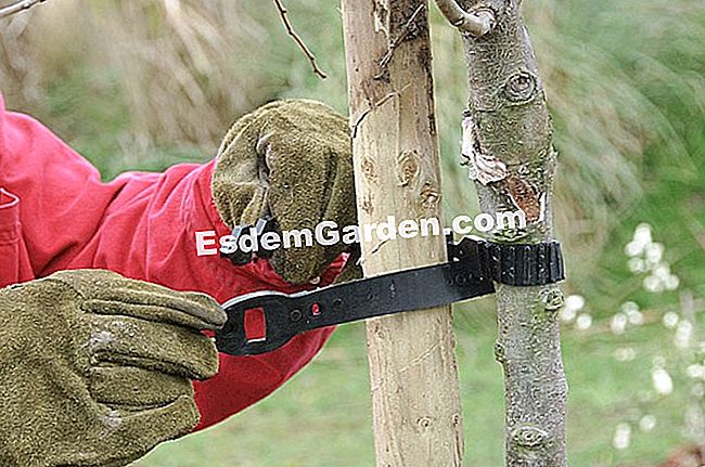 Pokok-pokok Haubaner - (atau) Haubaner sebatang pokok daripada mengikisnya semasa penanaman: langkah yang betul untuk hasil yang lebih baik - F. Marre - EsdemGarden