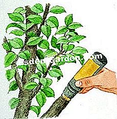 Taglia la camelia - (essere) guarire