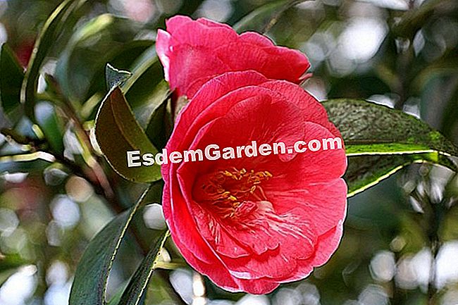 Taglia la camelia - (taglia) Camellia japonica 'Adolphe Audusson'