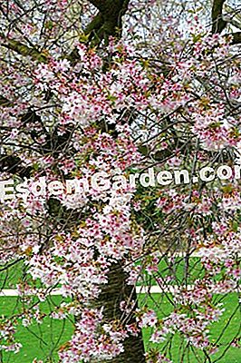 F. Marre - Bagatelle Garten (75) - EsdemGarden