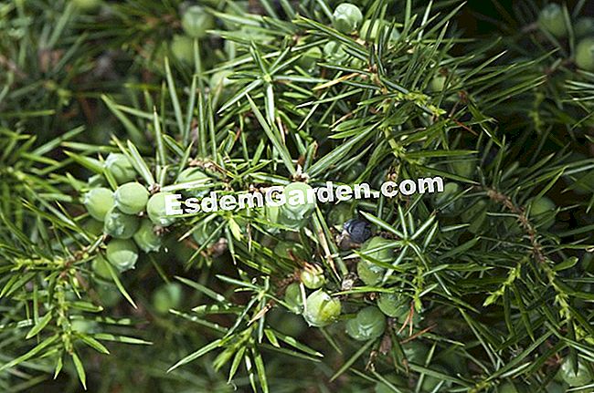 Ienuprul comun sau juniperus communis